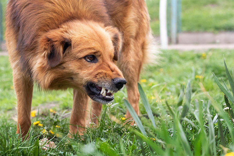 aggressive dog showing teeth