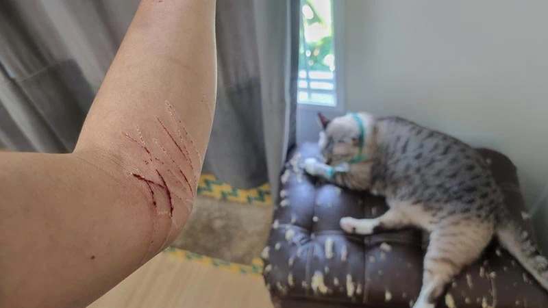 Have you or a loved one been attacked by a cat in New York City?