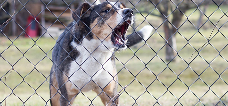 Make Noise or Rattle a Fence to Alert the Dog when Entering the Yard