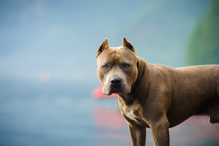 According to reports, pit bulls accounted for 48% of all reported dog bite incidents in Portland, Oregon.