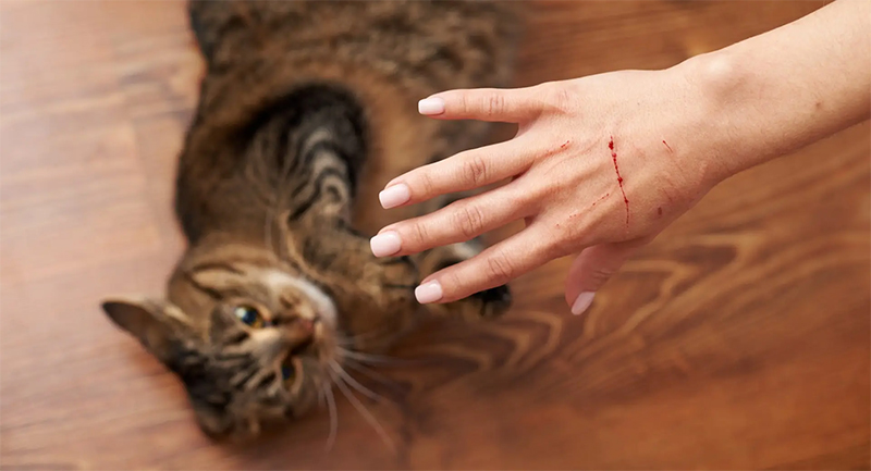 Injuries Associated With Cat Attacks