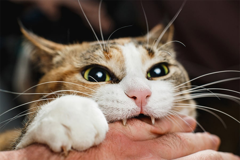 About 66% of cat bites happen on the upper extremities, particularly the arms and hands.