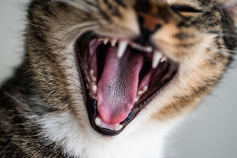 The majority of cat bites, specifically 89.4%, were provoked. Females, at 57.5%, and adults, at 68.3%, were more likely to be victims compared to males or children.