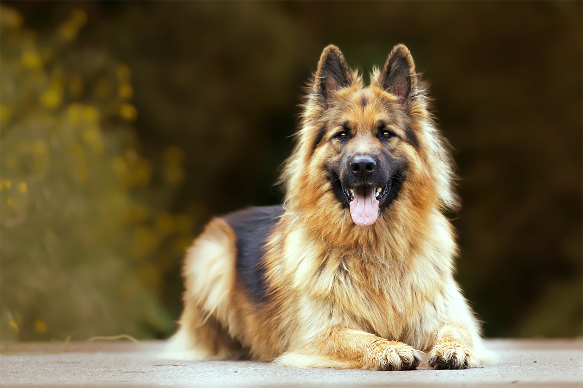The 10 Most Popular Dog Breeds in the USA