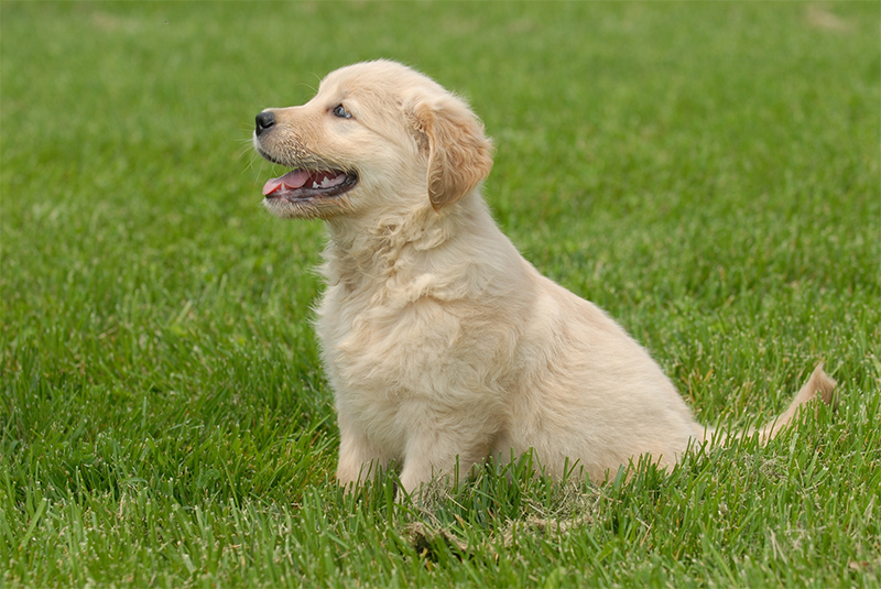 Golden Retrievers