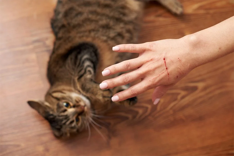 Common Cat Attack Injuries