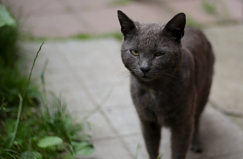 Types of Cat Attacks