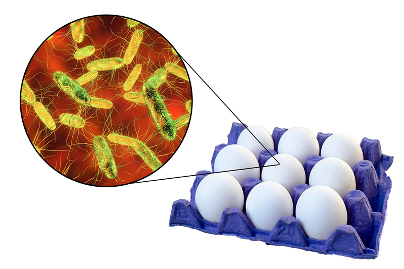 Symptoms of Salmonellosis