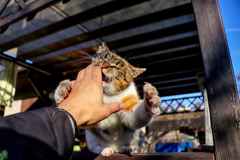 Definition of Cat Attack