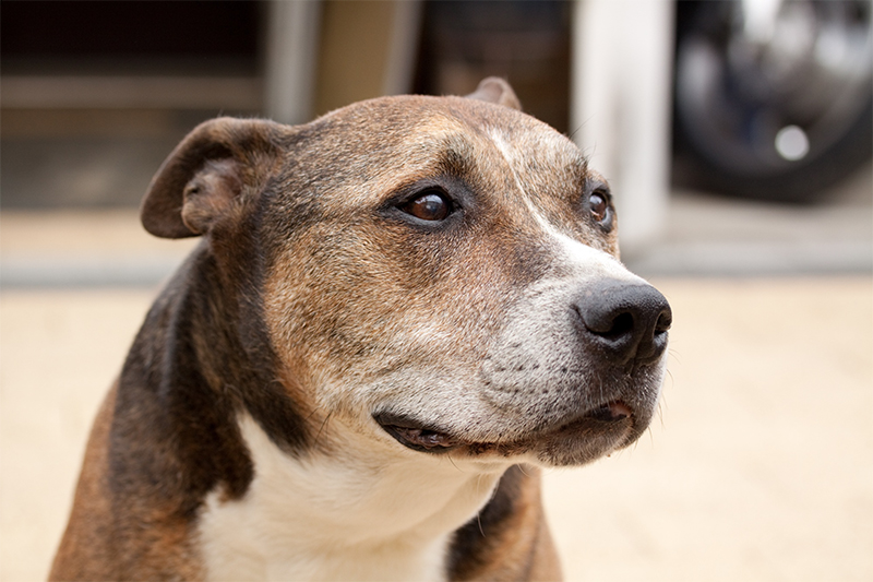 In Albuquerque, dogs older than three months must be licensed.