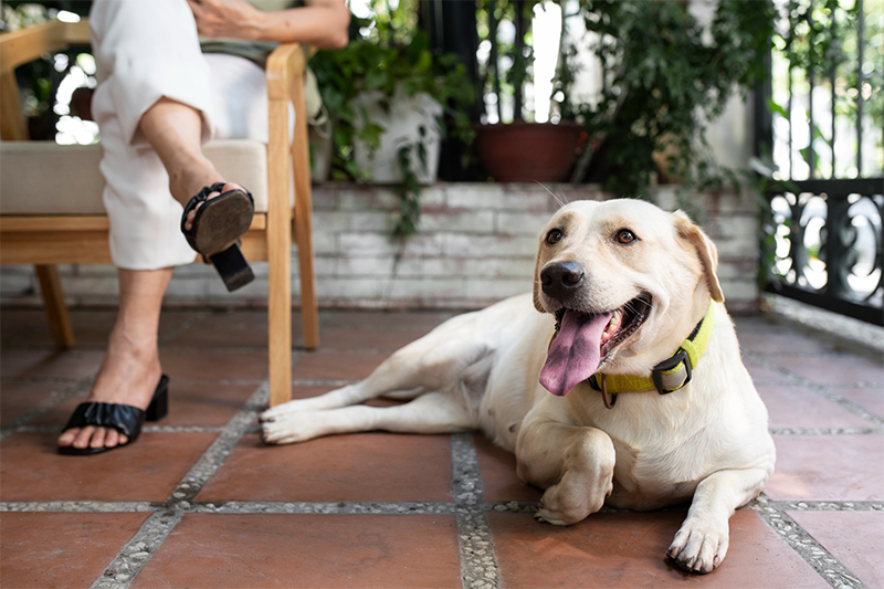 Dog Off-Leash Area Rules in Portland