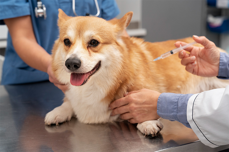 Licensing/Vaccination of Dogs in Appleton
