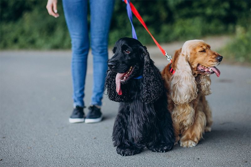 Leash Laws in Fresno