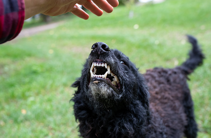 Common Types of Dog Bite Injuries