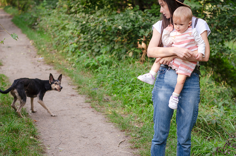 Common Dog Bite Injuries and Their Impact
