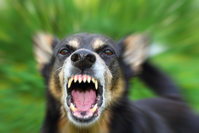 Eugene Dog Bite Lawyer