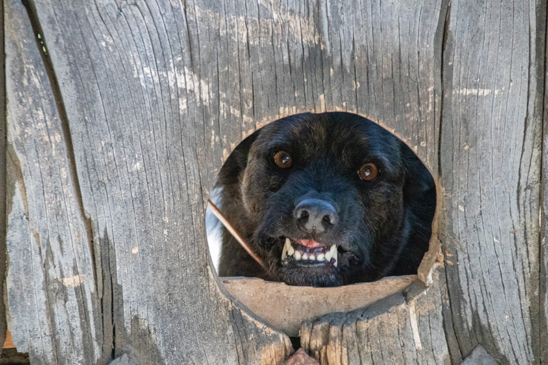 Legal Grounds for Dog Bite Lawsuits in Tacoma