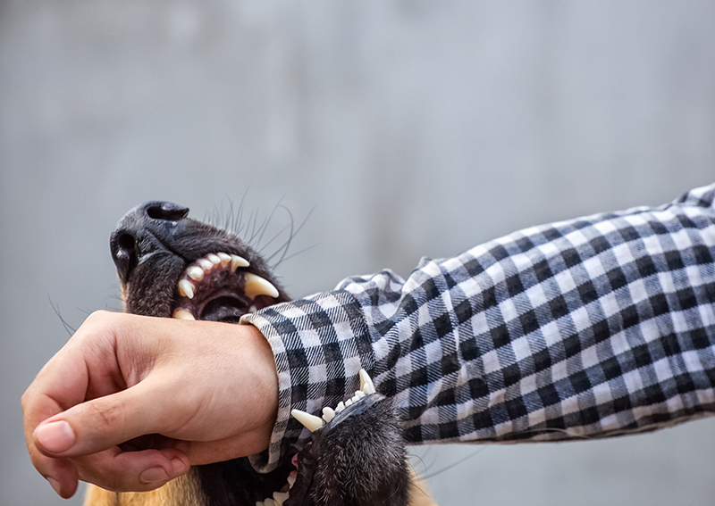 Tacoma Dog Bite Injury Attorney
