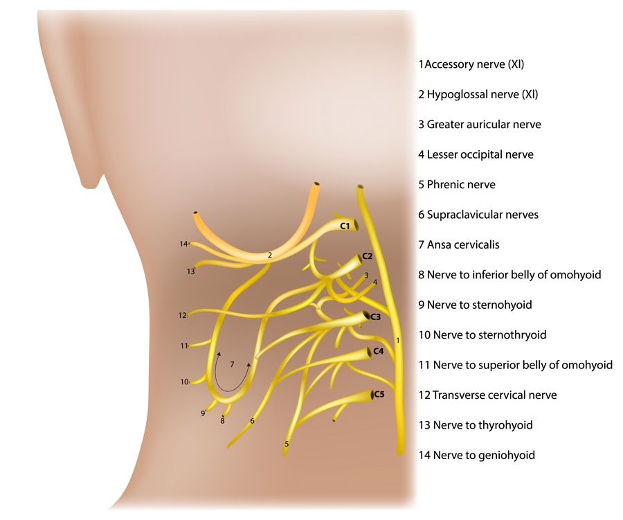 Nerves in the neck