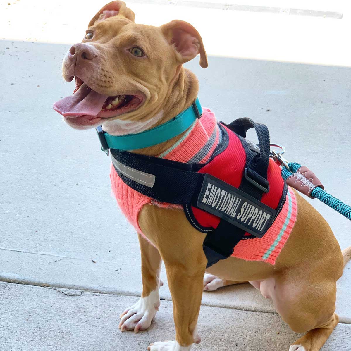 Emotional Support Dog