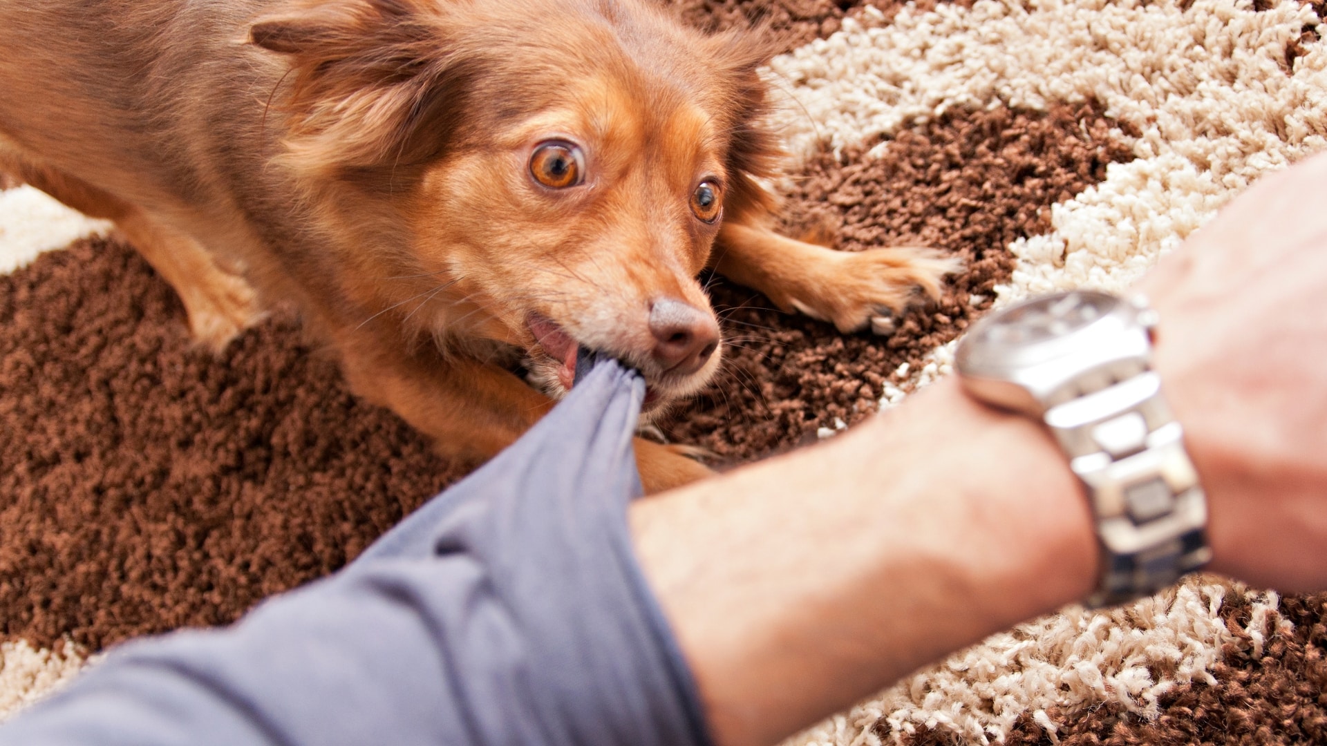 El Paso Dog Bite Lawyer