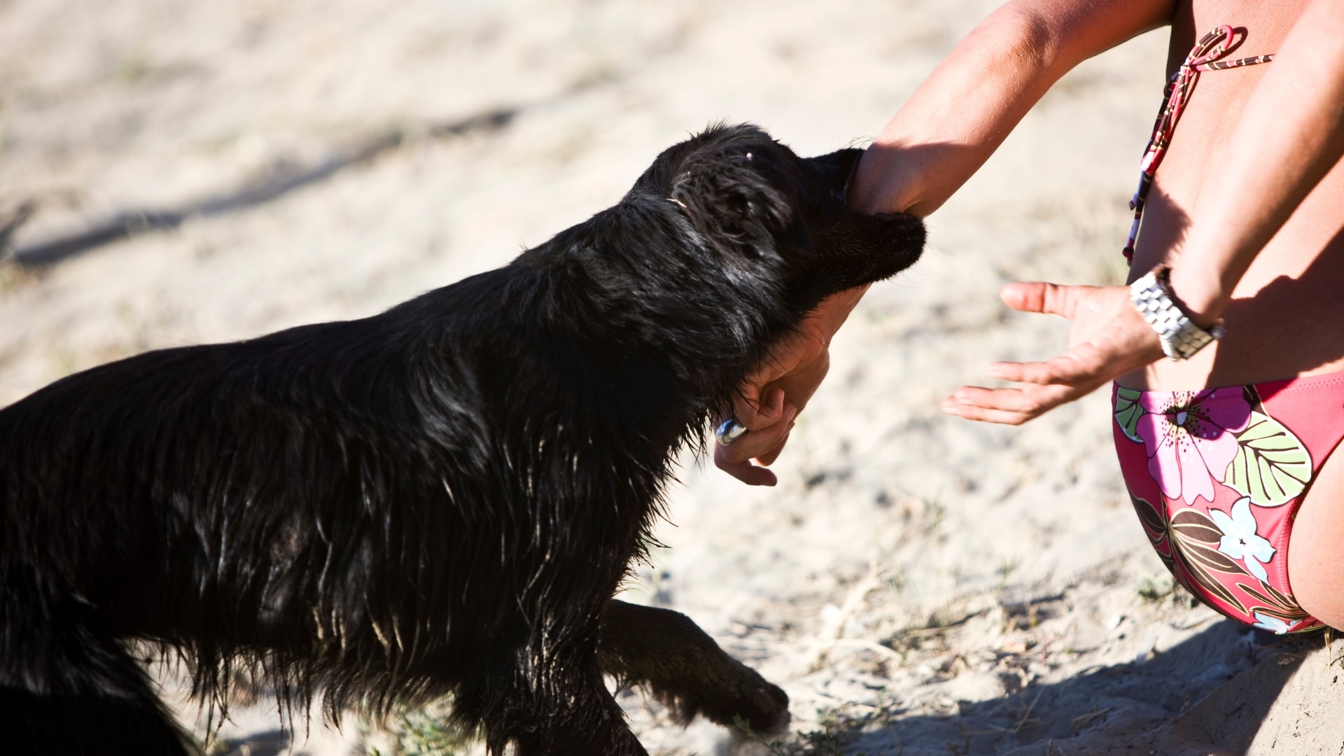 Get a Free Consultation From a El Paso Dog Bite Lawyer