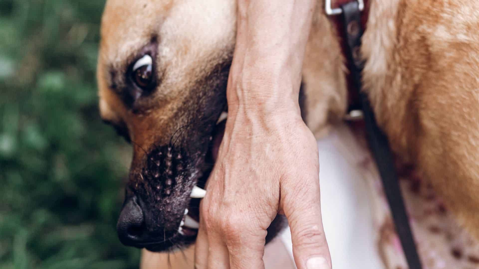 Texas Dog Bite Lawyer