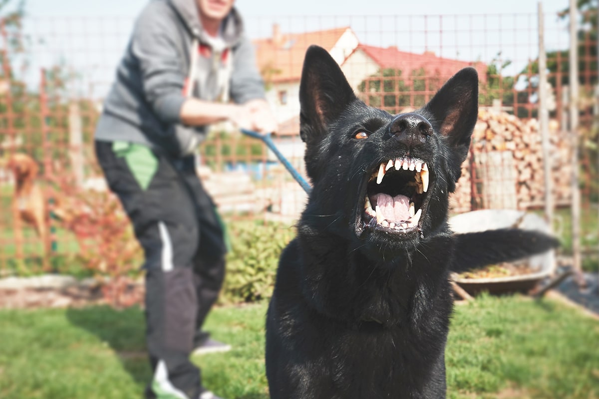 Attorneys for Dog Bite Victims in Dallas